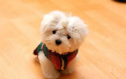 Play Maltese Dogs Wallpapers as an online game Maltese Dogs Wallpapers with UptoPlay