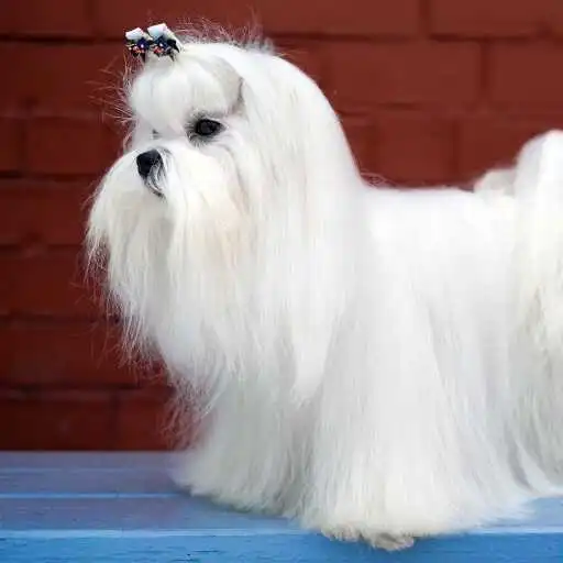Play Maltese dog Wallpaper APK