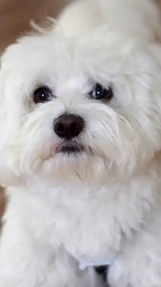 Play Maltese dog Wallpaper  and enjoy Maltese dog Wallpaper with UptoPlay