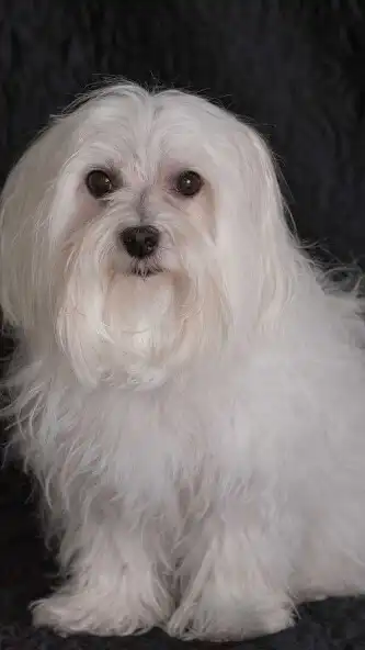 Play Maltese dog Wallpaper as an online game Maltese dog Wallpaper with UptoPlay