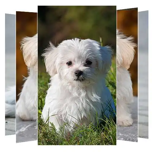 Play Maltese Dog Wallpapers APK