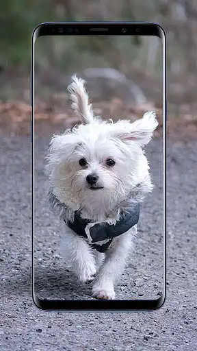 Play Maltese Dog Wallpapers  and enjoy Maltese Dog Wallpapers with UptoPlay