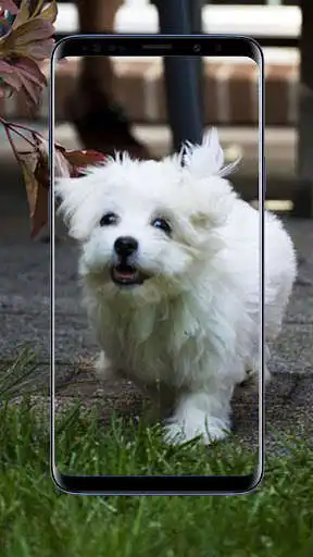 Play Maltese Dog Wallpapers as an online game Maltese Dog Wallpapers with UptoPlay