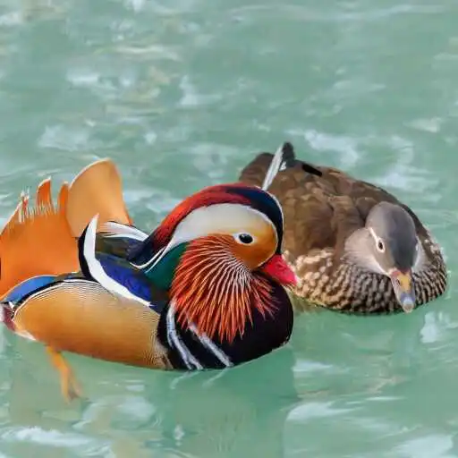 Play Mandarin Duck Wallpaper APK