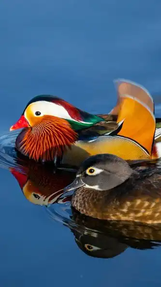 Play Mandarin Duck Wallpaper  and enjoy Mandarin Duck Wallpaper with UptoPlay