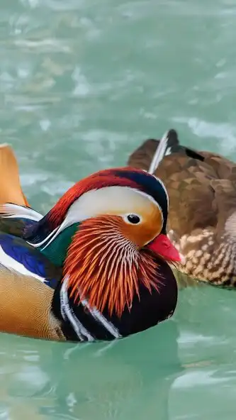 Play Mandarin Duck Wallpaper as an online game Mandarin Duck Wallpaper with UptoPlay