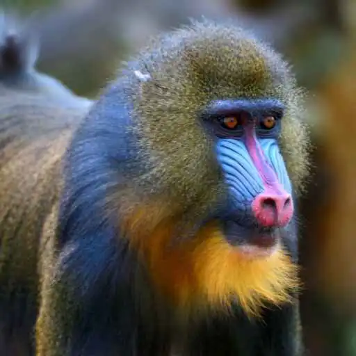 Play Mandrill Wallpaper APK