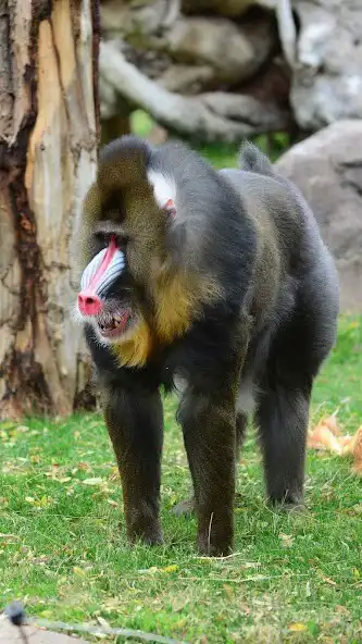 Play Mandrill Wallpaper and enjoy Mandrill Wallpaper with UptoPlay Play Mandrill Wallpaper and enjoy Mandrill Wallpaper with UptoPlay