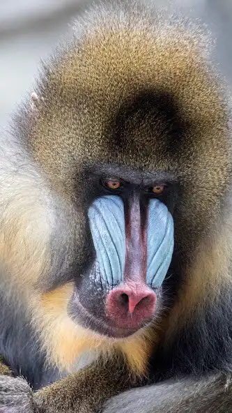 Play Mandrill Wallpaper as an online game online Mandrill Wallpaper with UptoPlay Play Mandrill Wallpaper as an online game Mandrill Wallpaper with UptoPlay