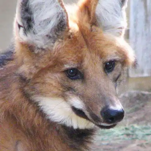 Play Maned wolf Wallpaper APK