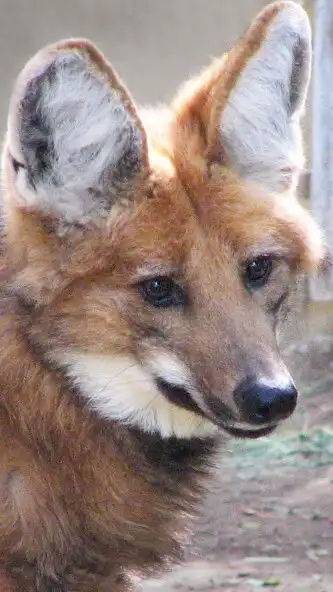 Play Maned wolf Wallpaper and enjoy Maned wolf Wallpaper with UptoPlay Play Maned wolf Wallpaper and enjoy Maned wolf Wallpaper with UptoPlay