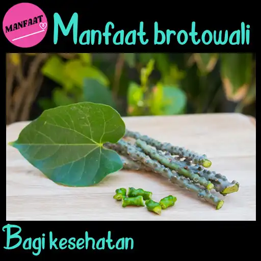 Play Manfaat Brotowali APK