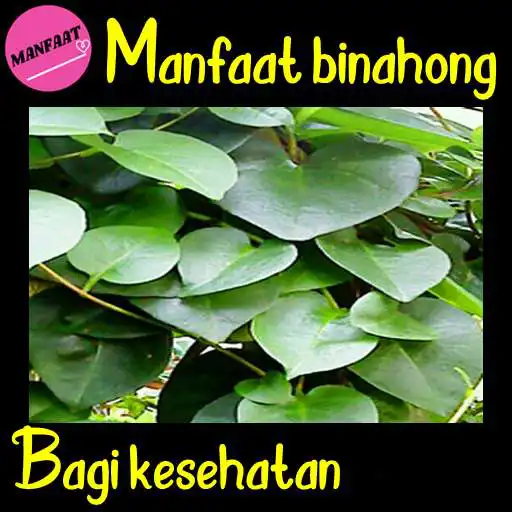 Play Manfaat Daun Binahong