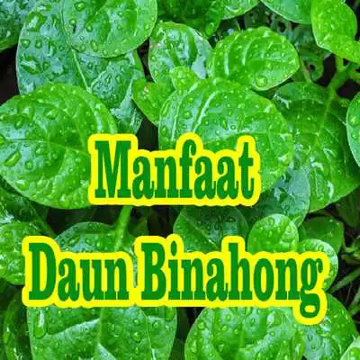 Play Manfaat Daun Binahong