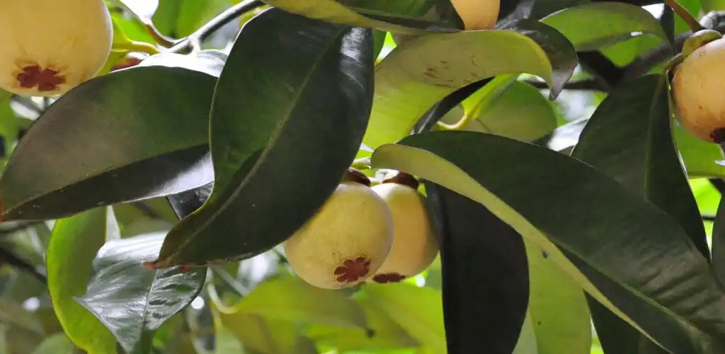 Play Mangosteen tree of you 1877 as an online game Mangosteen tree of you 1877 with UptoPlay