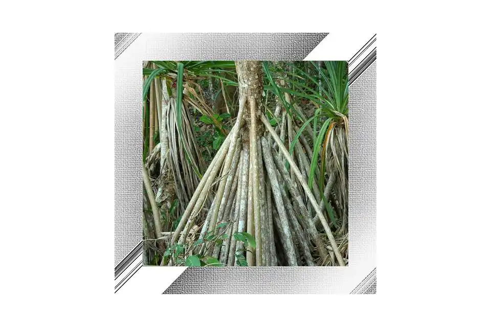 Free play online Mangrove Photo Frames APK
