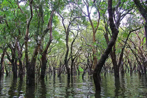 Play Mangrove Photo Frames Play Mangrove Photo Frames