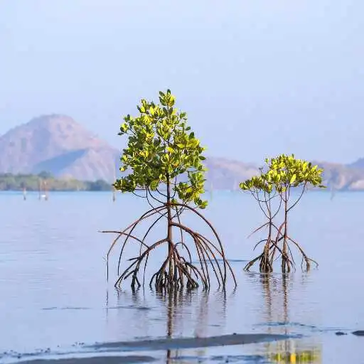 Play Mangrove Tree Wallpaper APK