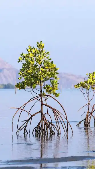 Play Mangrove Tree Wallpaper  and enjoy Mangrove Tree Wallpaper with UptoPlay