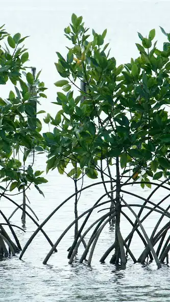 Play Mangrove Tree Wallpaper as an online game Mangrove Tree Wallpaper with UptoPlay