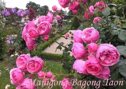 Play Manigong Bagong Taon  and enjoy Manigong Bagong Taon with UptoPlay
