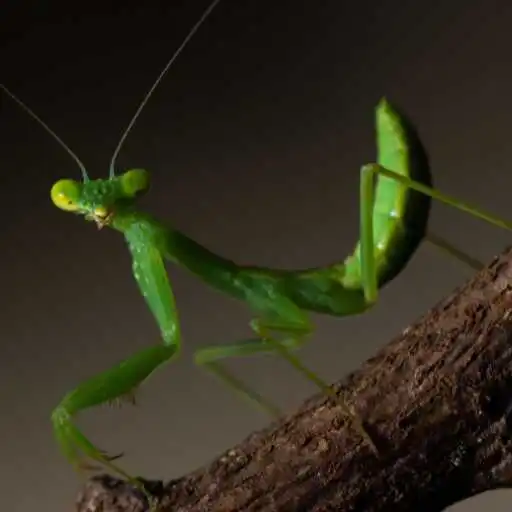 Play Mantis Wallpaper APK