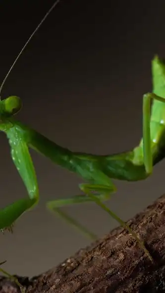 Play Mantis Wallpaper  and enjoy Mantis Wallpaper with UptoPlay