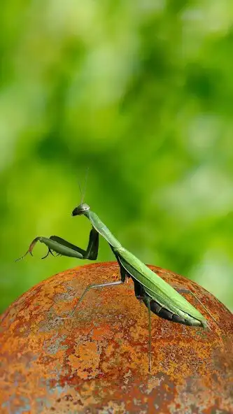 Play Mantis Wallpaper as an online game Mantis Wallpaper with UptoPlay