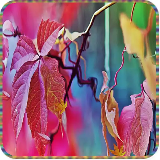 Play Maple Leaf Live Wallpaper APK Play Maple Leaf Live Wallpaper APK