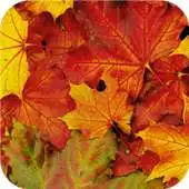 Free play online Maple leaf. Live wallpapers APK Free play online Maple leaf. Live wallpapers APK