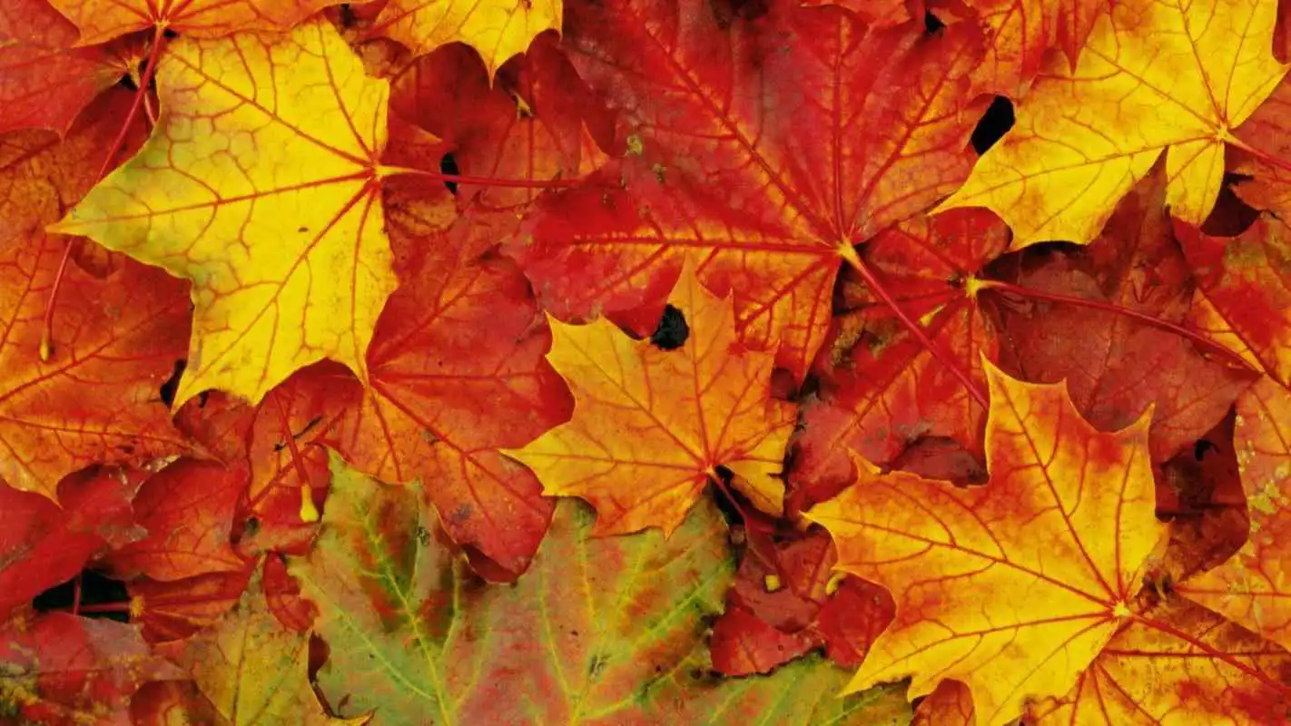 Play Maple leaf. Live wallpapers