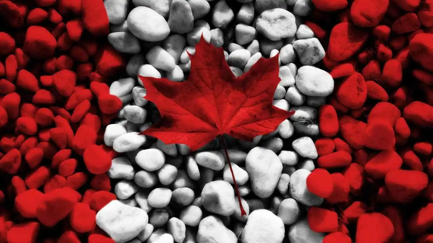 Play Maple leaf. Live wallpapers