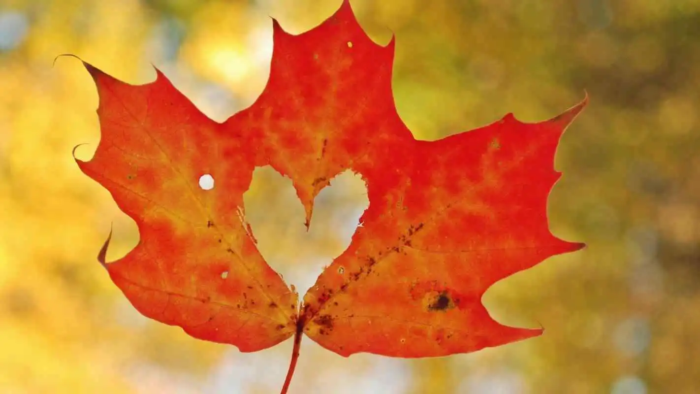 Play Maple leaf. Live wallpapers