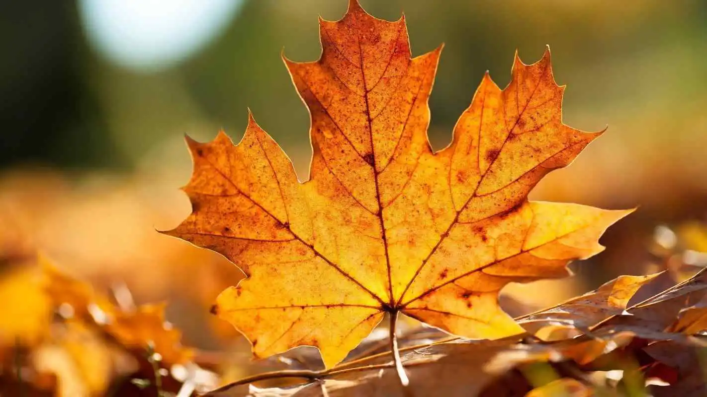 Play Maple leaf. Live wallpapers
