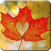 Free play online Maple Live Wallpaper PRO HD APK