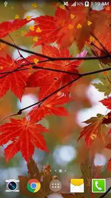 Play Maple Live Wallpaper PRO HD Play Maple Live Wallpaper PRO HD