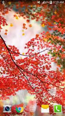 Play Maple Live Wallpaper PRO HD Play Maple Live Wallpaper PRO HD