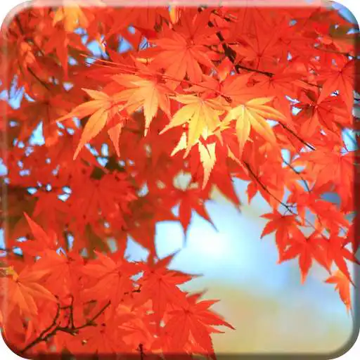 Run free android online Maple Syrup Festival LWP FREE APK