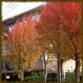 Free play online Maple Trees wallpaper APK