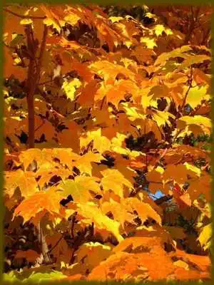 Play Maple Trees wallpaper