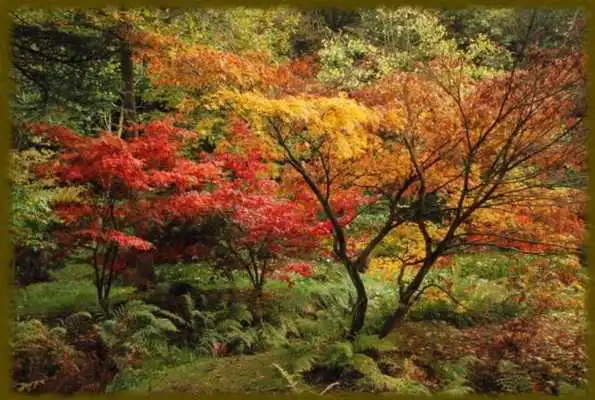 Play Maple Trees wallpaper