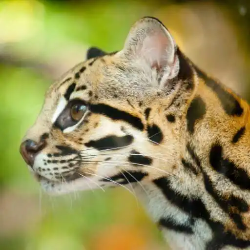 Play Margay Wallpaper APK