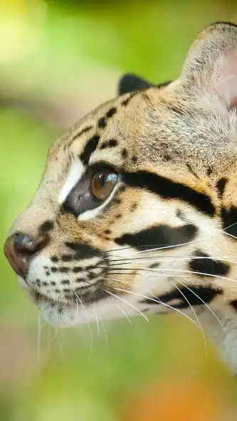 Play Margay Wallpaper and enjoy Margay Wallpaper with UptoPlay Play Margay Wallpaper and enjoy Margay Wallpaper with UptoPlay