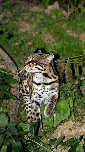 Play Margay Wallpaper as an online game online Margay Wallpaper with UptoPlay Play Margay Wallpaper as an online game Margay Wallpaper with UptoPlay