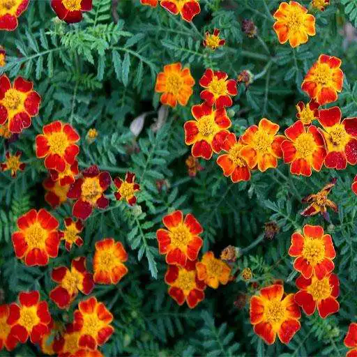 Play Marigold: HD Flower Wallpapers and Backgrounds APK