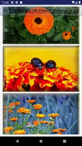 Play Marigold: HD Flower Wallpapers and Backgrounds  and enjoy Marigold: HD Flower Wallpapers and Backgrounds with UptoPlay