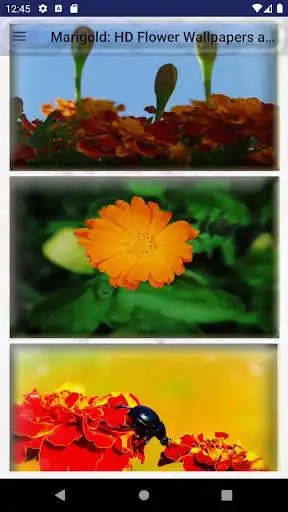 Play Marigold: HD Flower Wallpapers and Backgrounds as an online game Marigold: HD Flower Wallpapers and Backgrounds with UptoPlay