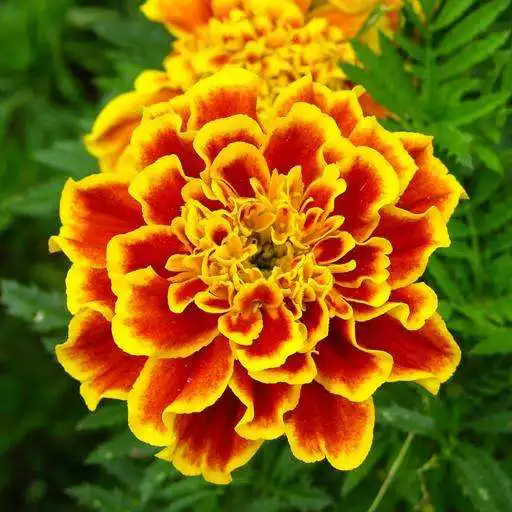 Play Marigold Wallpapers APK