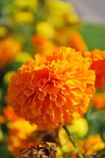 Play Marigold Wallpapers  and enjoy Marigold Wallpapers with UptoPlay