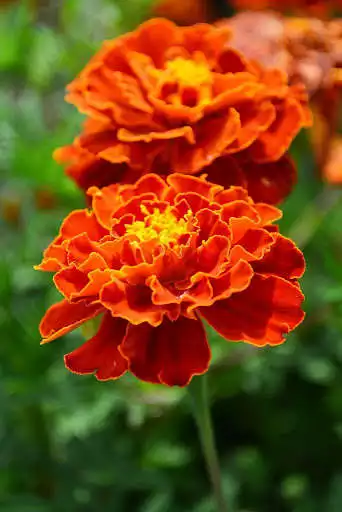 Play Marigold Wallpapers as an online game Marigold Wallpapers with UptoPlay